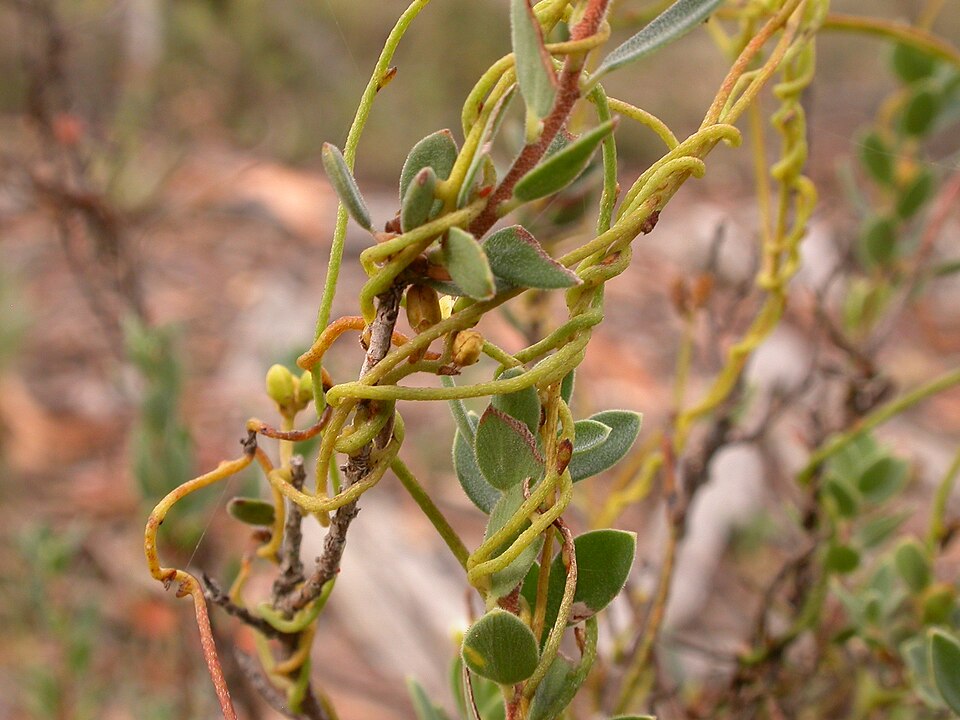 Brachyloma daphnoides (Daphne heath) (alternate view 7)