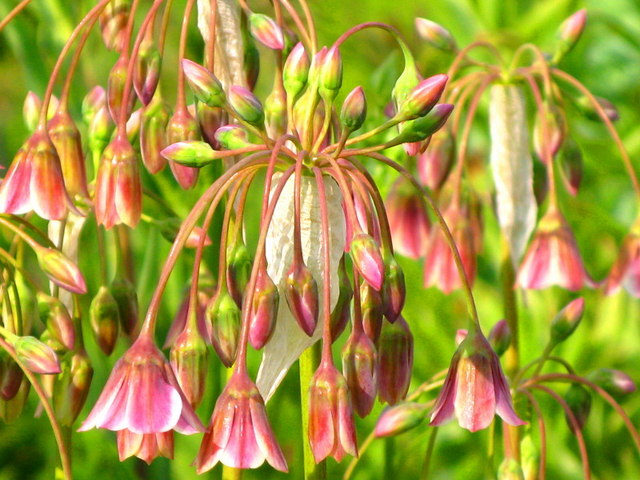 Allium siculum (alternate view 10)