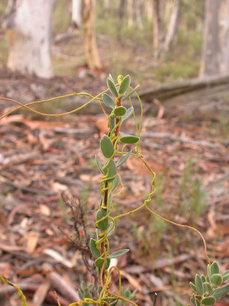 Brachyloma daphnoides (Daphne heath) (alternate view 8)