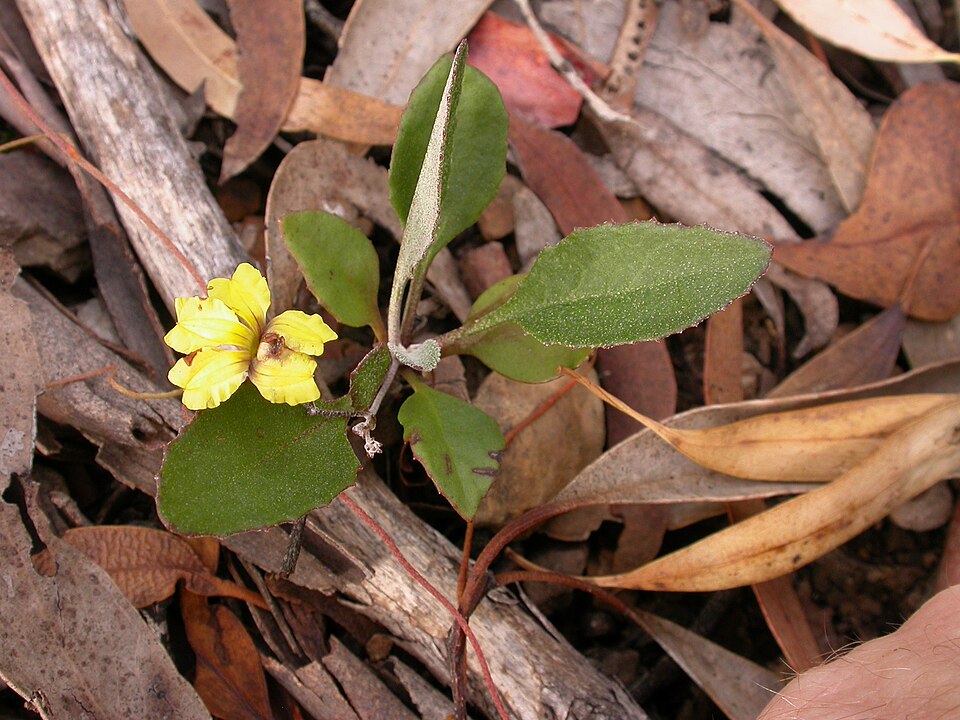 Goodenia hederacea (Ivy Goodenia) (alternate view 9)