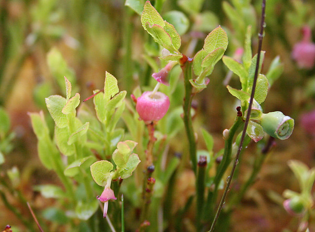 Vaccinium (blueberries, cranberries, and allies) (alternate view 10)