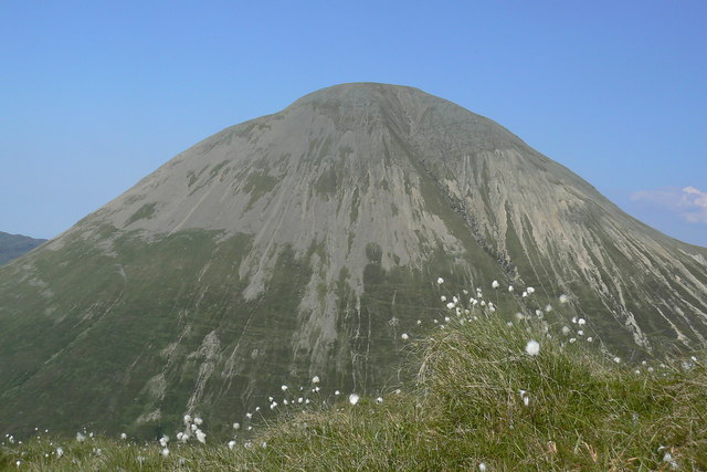 Eriophorum angustifolium (Common Cottongrass)