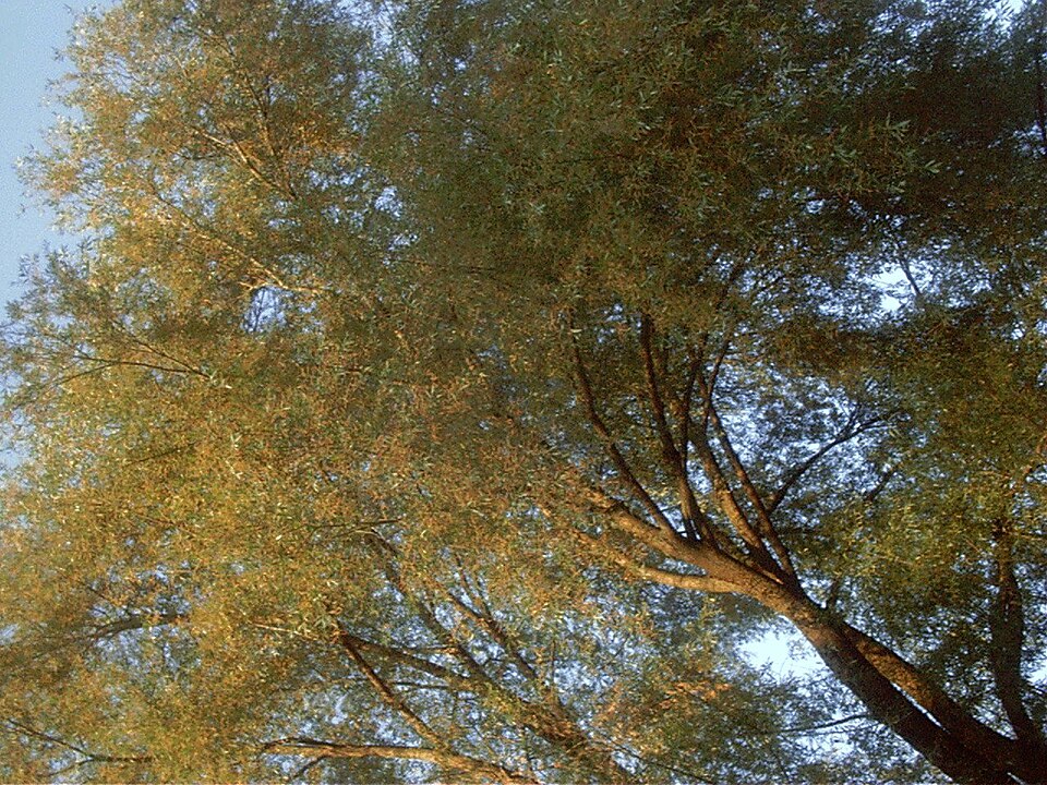 Salix alba (white willow)