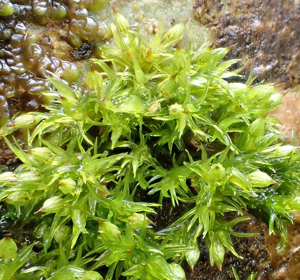 Orthotrichum pulchellum (Elegant Bristle-moss)