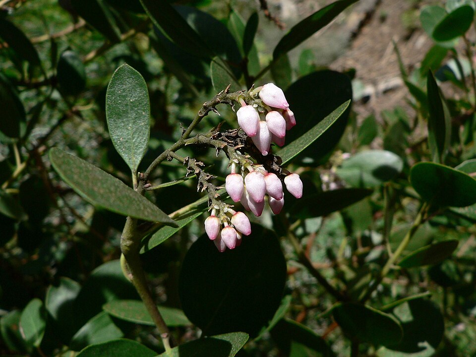Arctostaphylos patula (greenleaf manzanita) (alternate view 6)