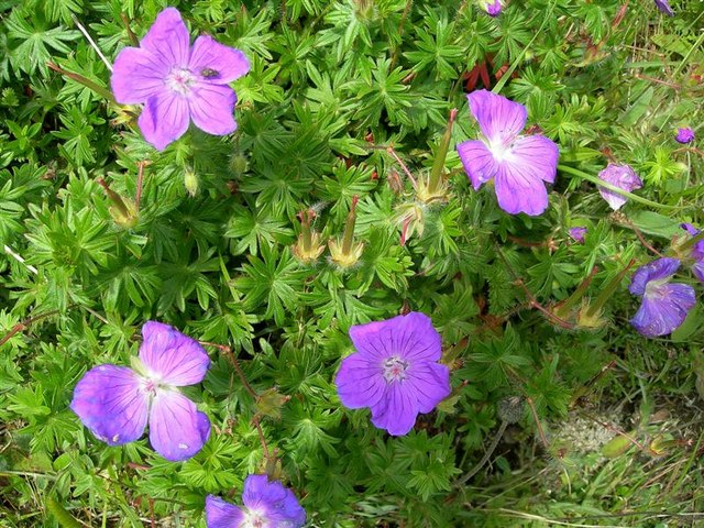 Geranium sanguineum (Bloody Crane's-bill)