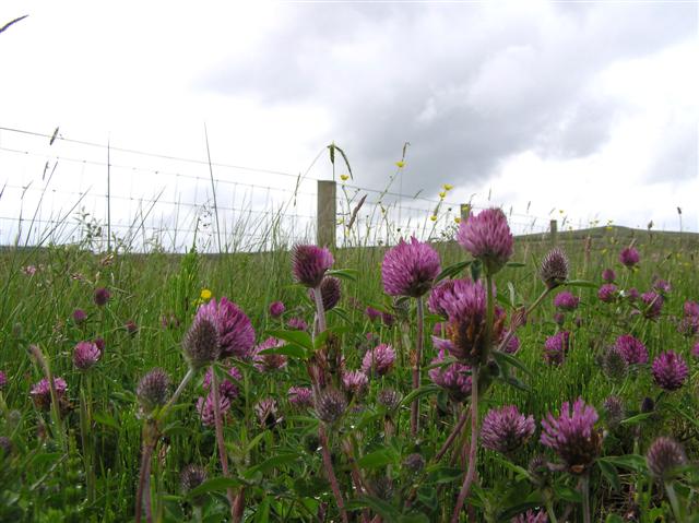 Trifolium pratense (red clover) (alternate view 8)