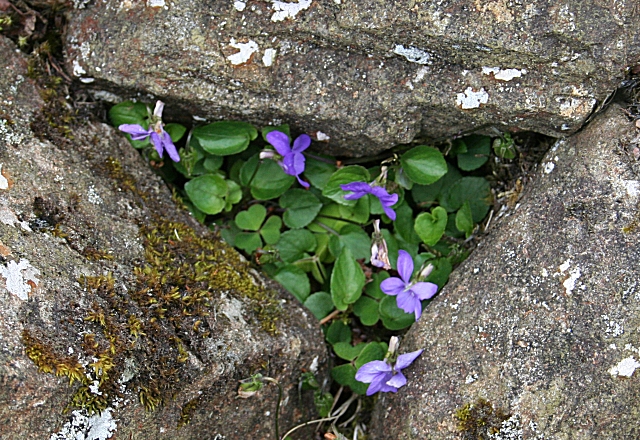 Viola riviniana (common dog-violet)