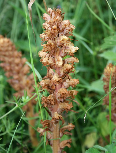 Orobanche minor (Common Broomrape)