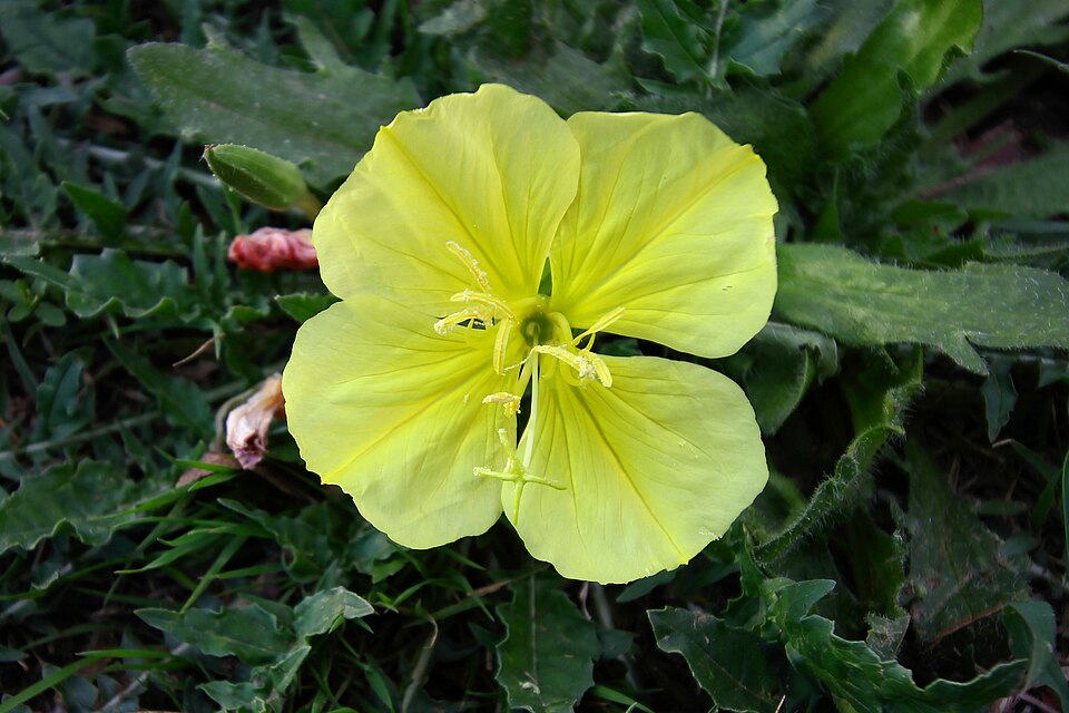 Oenothera triloba (Stemless Evening Primrose) (alternate view 7)