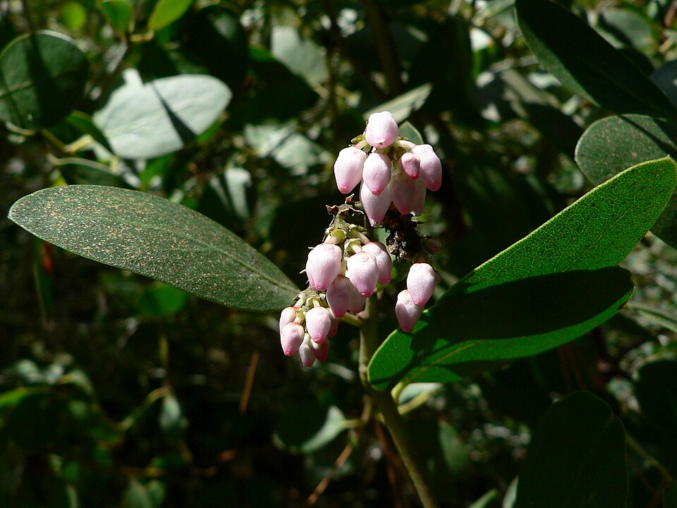 Arctostaphylos patula (greenleaf manzanita) (alternate view 7)