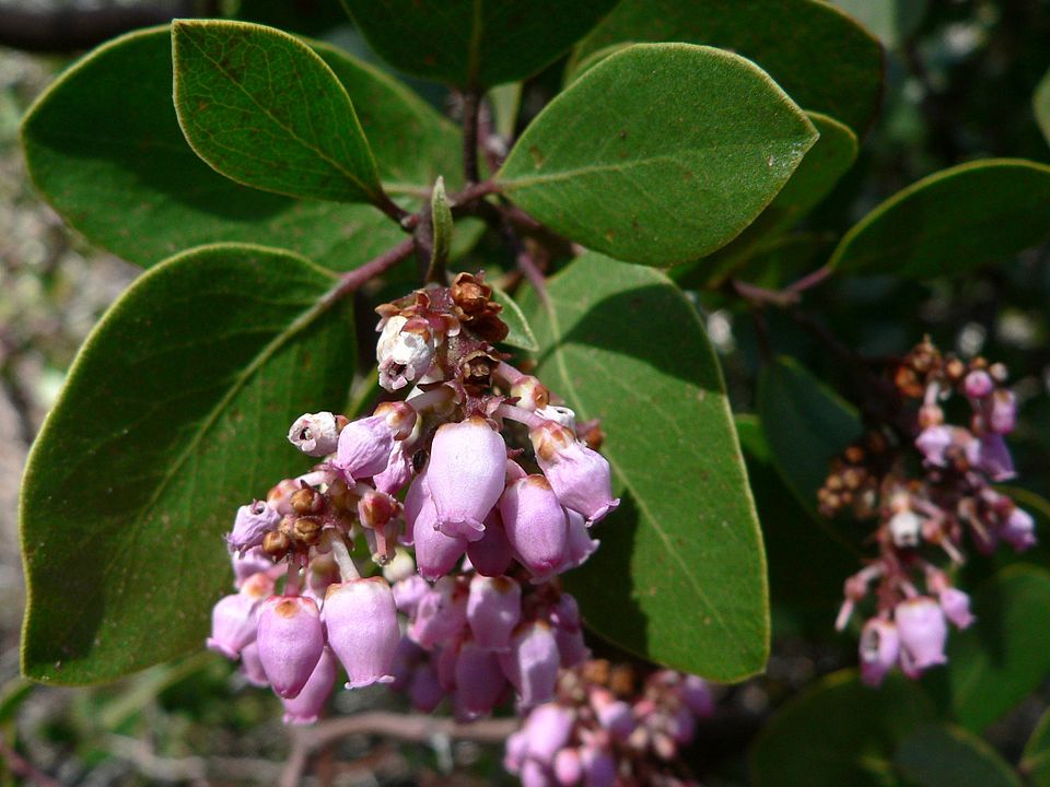 Arctostaphylos patula (greenleaf manzanita) (alternate view 8)