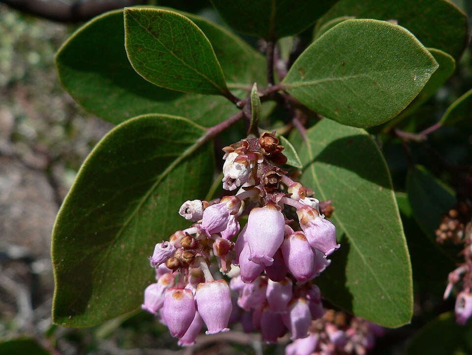 Arctostaphylos patula (greenleaf manzanita) (alternate view 9)