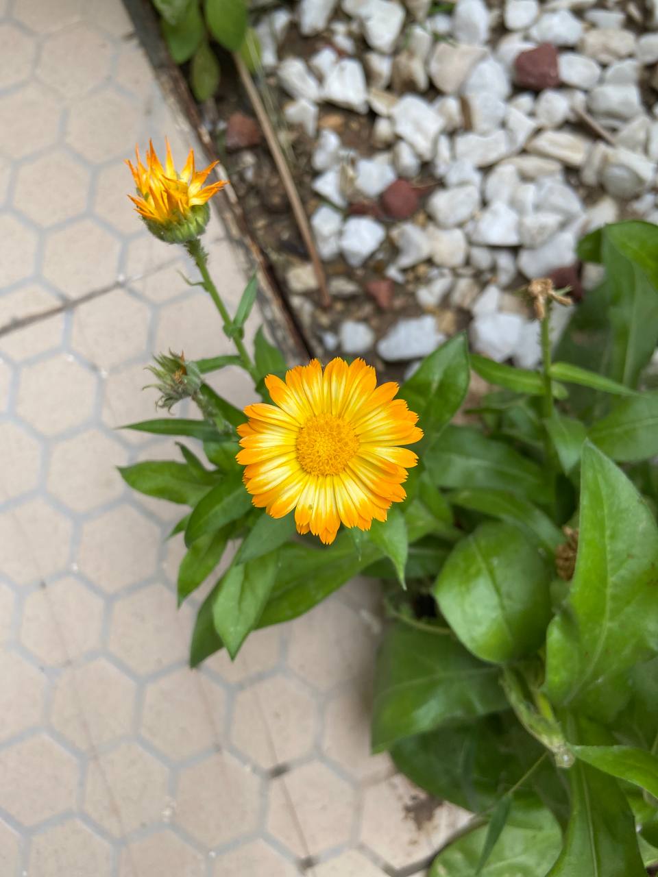 Calendula (marigolds) (alternate view 4)