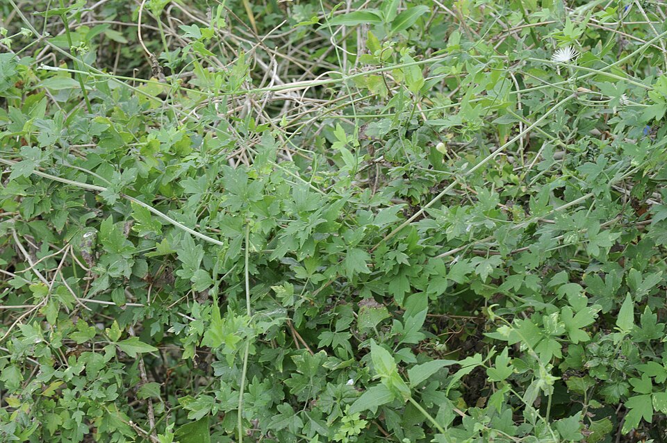 Clematis drummondii (Old Man's Beard Clematis) (alternate view 8)