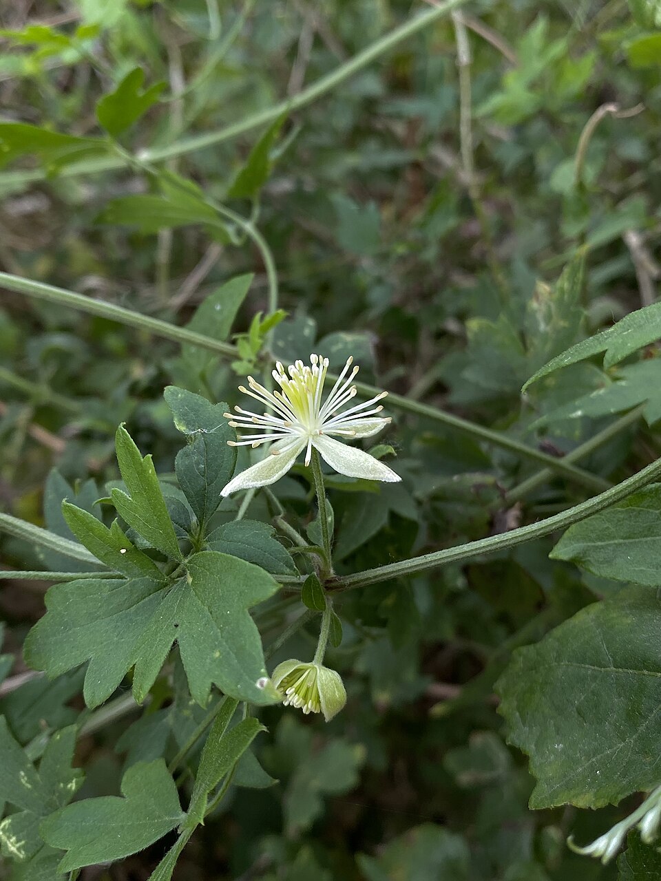 Clematis drummondii (Old Man's Beard Clematis) (alternate view 9)