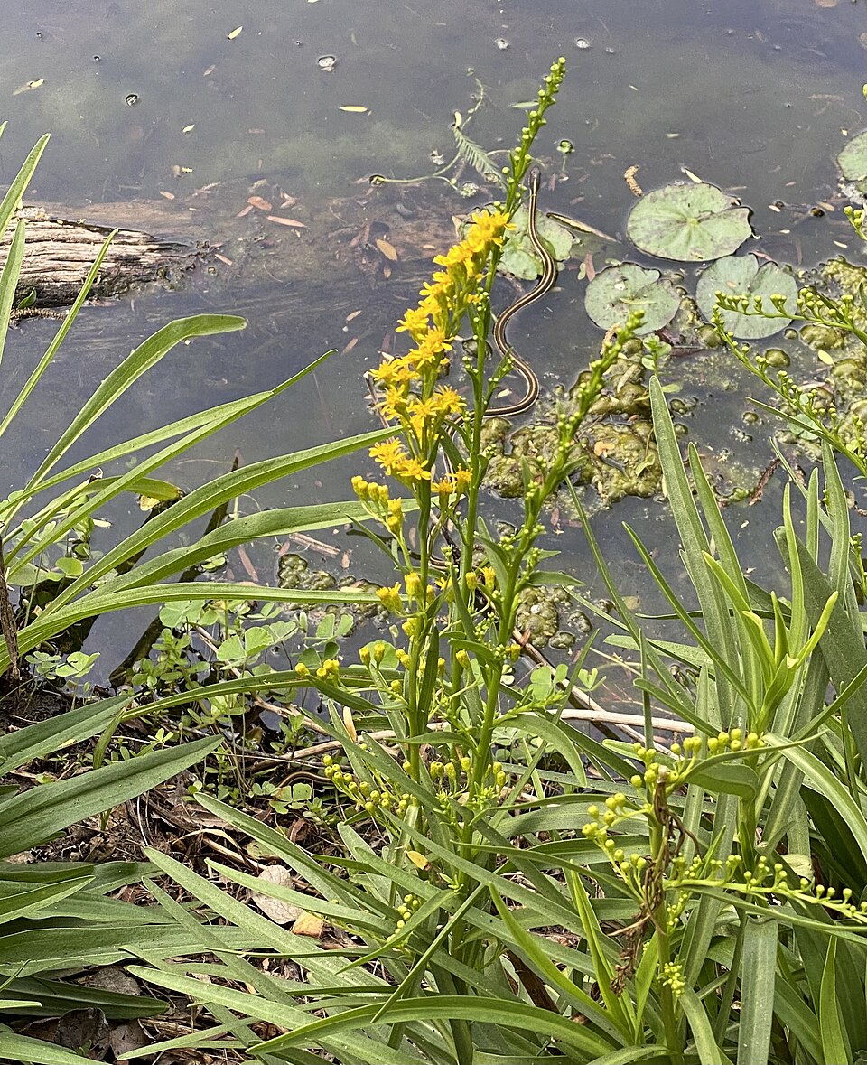 Solidago (goldenrods) (alternate view 6)