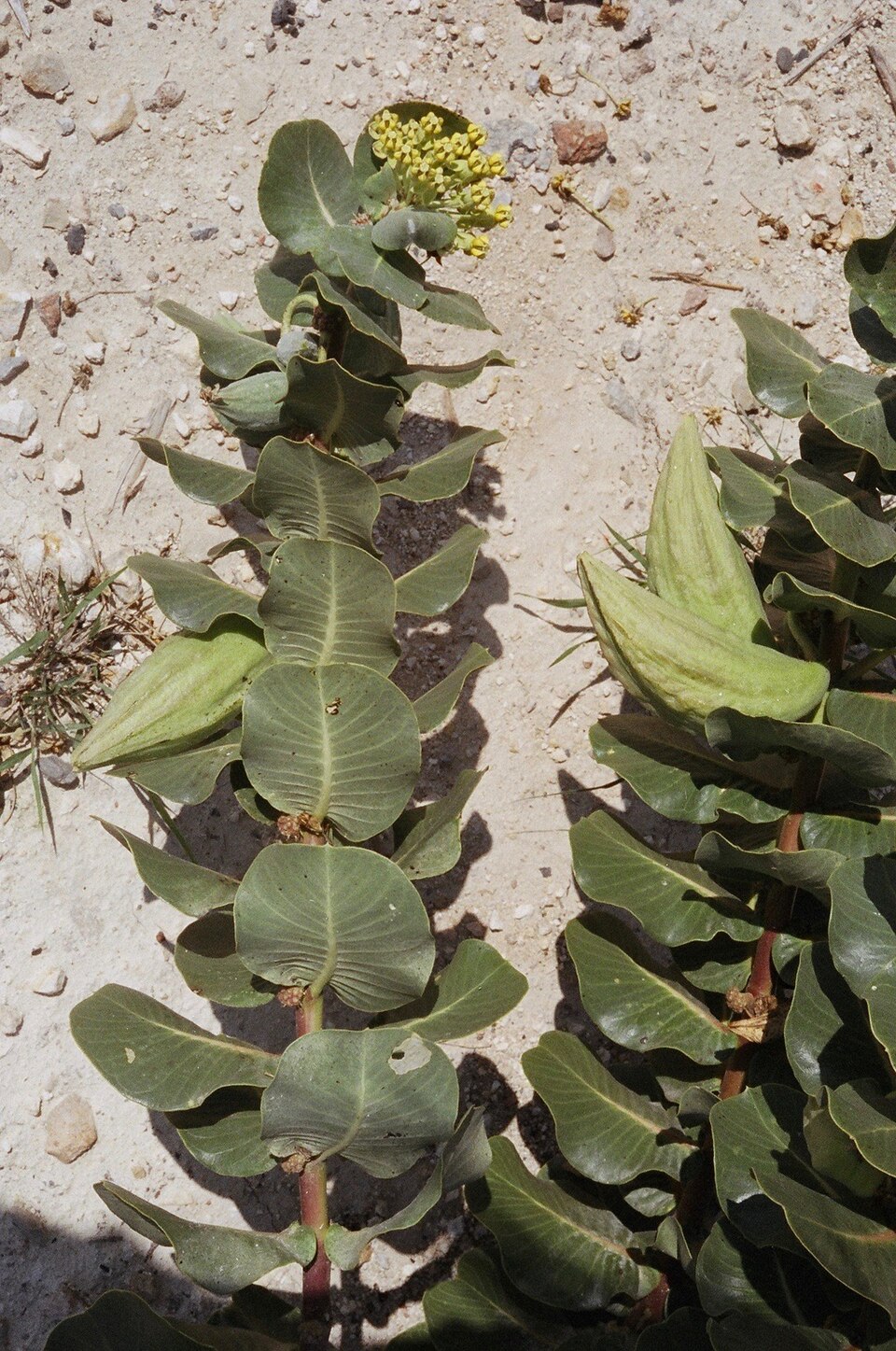 Asclepias latifolia (broadleaf milkweed) (alternate view 6)