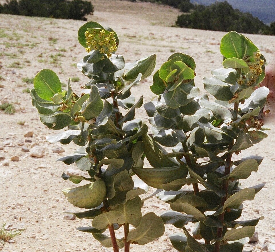 Asclepias latifolia (broadleaf milkweed) (alternate view 7)