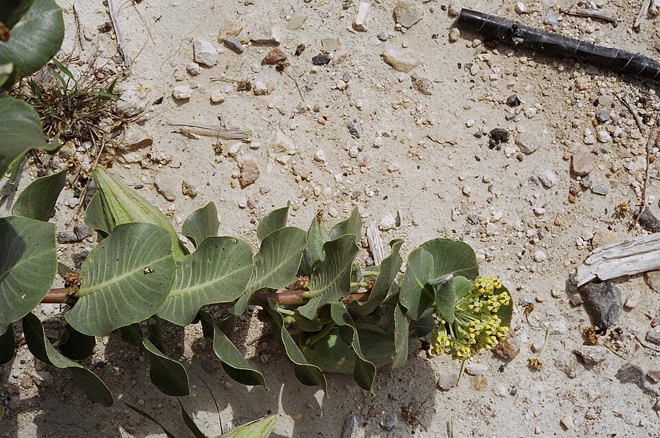 Asclepias latifolia (broadleaf milkweed) (alternate view 8)