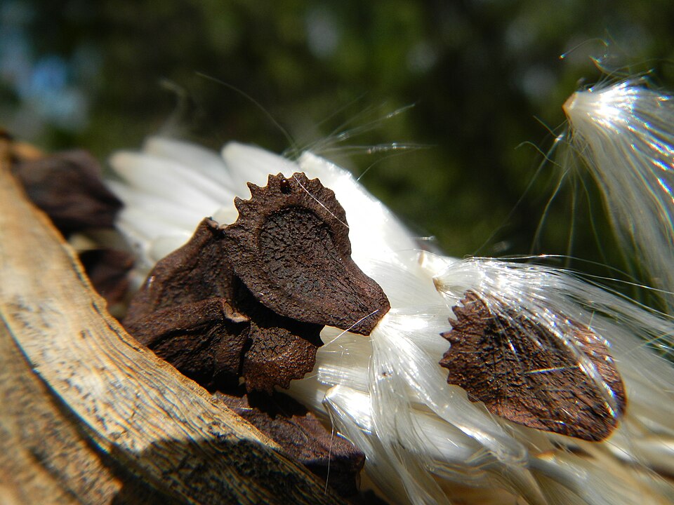 Gonolobus suberosus (Anglepod) (alternate view 9)