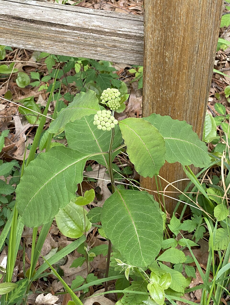 Asclepias variegata (redring milkweed) (alternate view 9)
