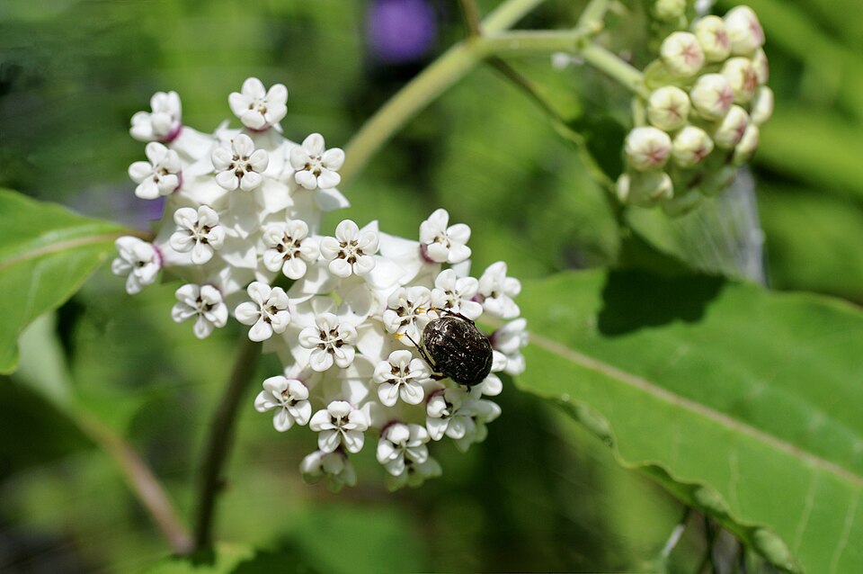 Asclepias variegata (redring milkweed) (alternate view 10)