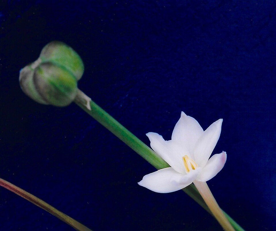 Zephyranthes chlorosolen (Brazos rain-lily) (alternate view 7)