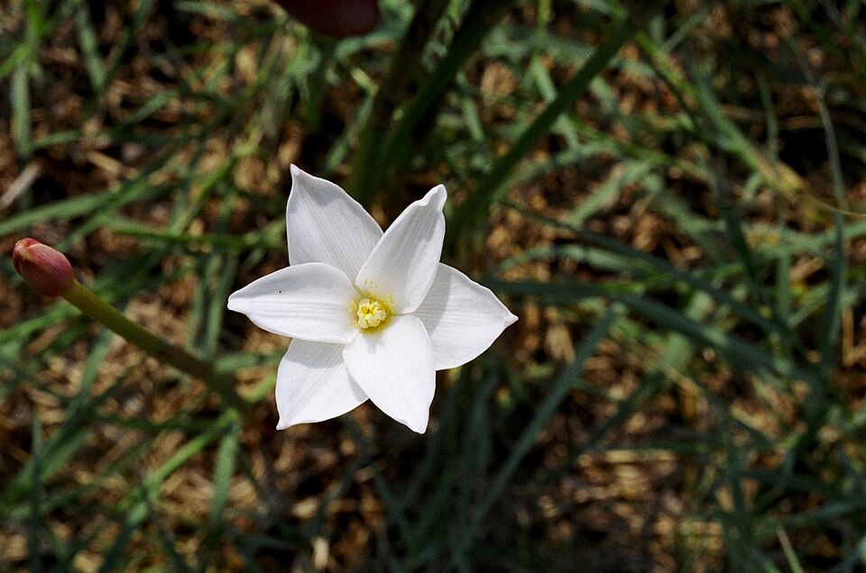 Zephyranthes chlorosolen (Brazos rain-lily) (alternate view 8)