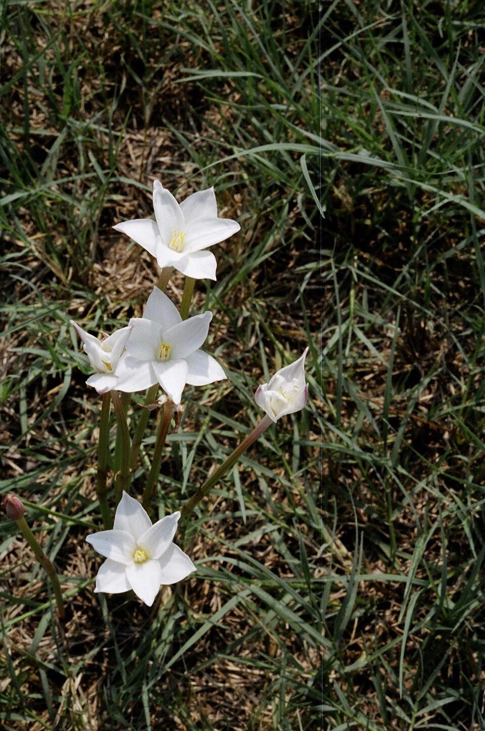 Zephyranthes chlorosolen (Brazos rain-lily) (alternate view 9)