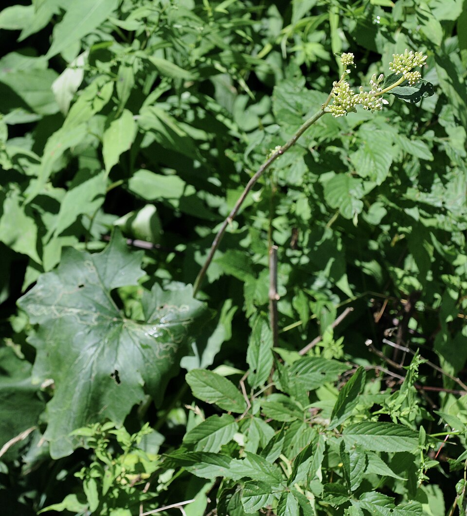 Arnoglossum atriplicifolium (pale Indian plantain) (alternate view 4)