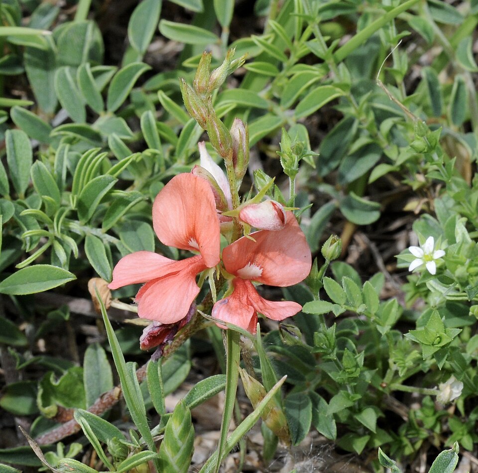 Indigofera miniata (Scarlet Pea) (alternate view 4)
