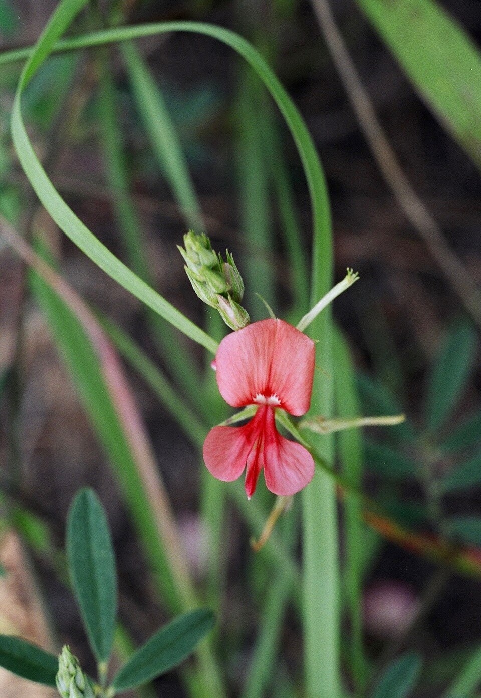 Indigofera miniata (Scarlet Pea) (alternate view 5)