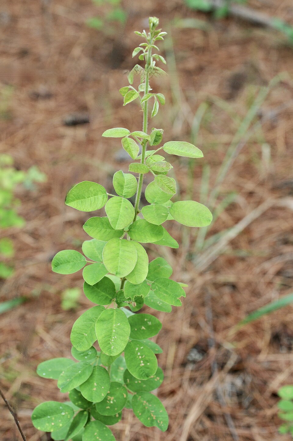 Lespedeza hirta (hairy lespedeza) (alternate view 2)