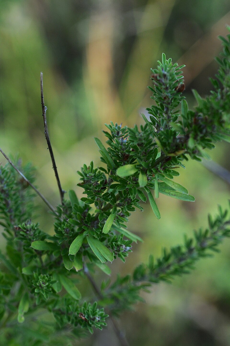 Lespedeza virginica (slender bush clover) (alternate view 7)