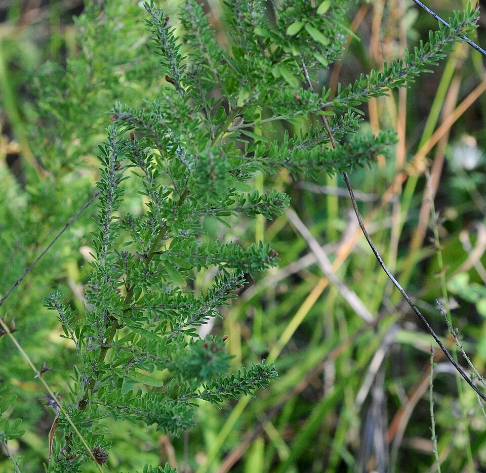 Lespedeza virginica (slender bush clover) (alternate view 8)