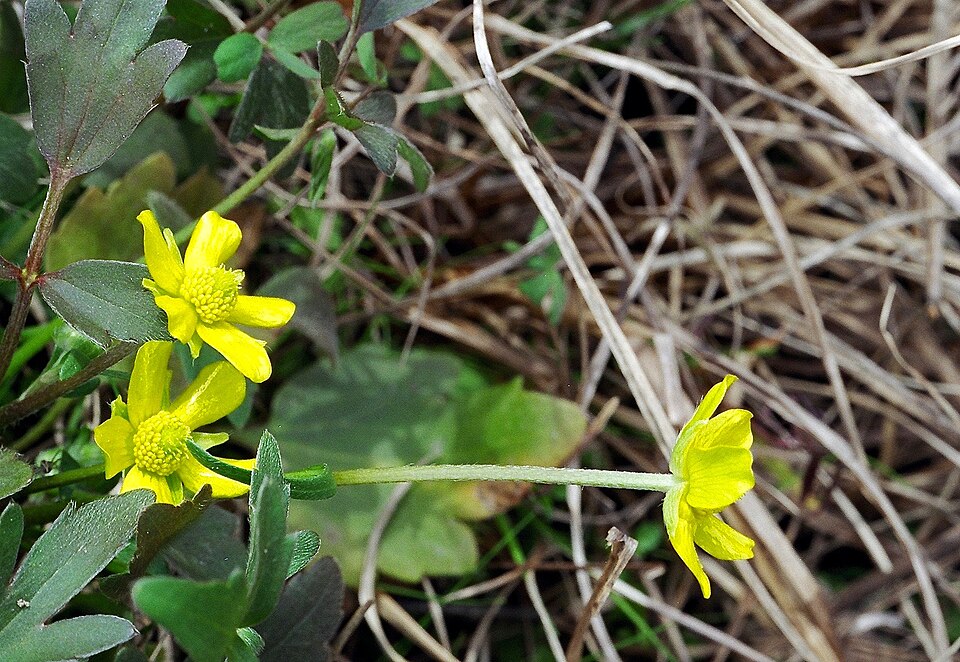 Ranunculus fascicularis (Early Buttercup) (alternate view 6)