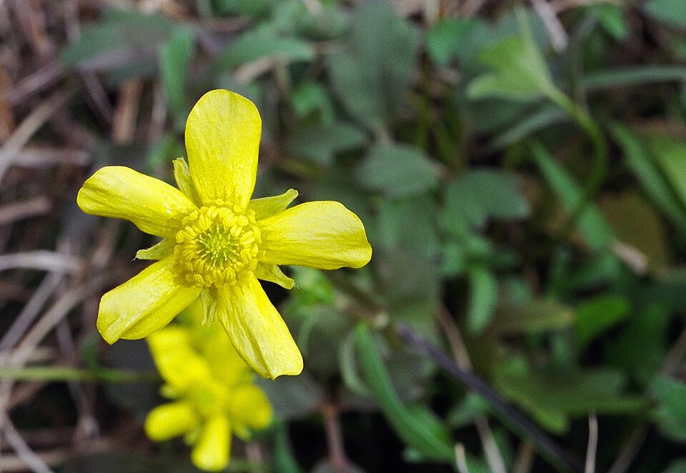 Ranunculus fascicularis (Early Buttercup) (alternate view 7)