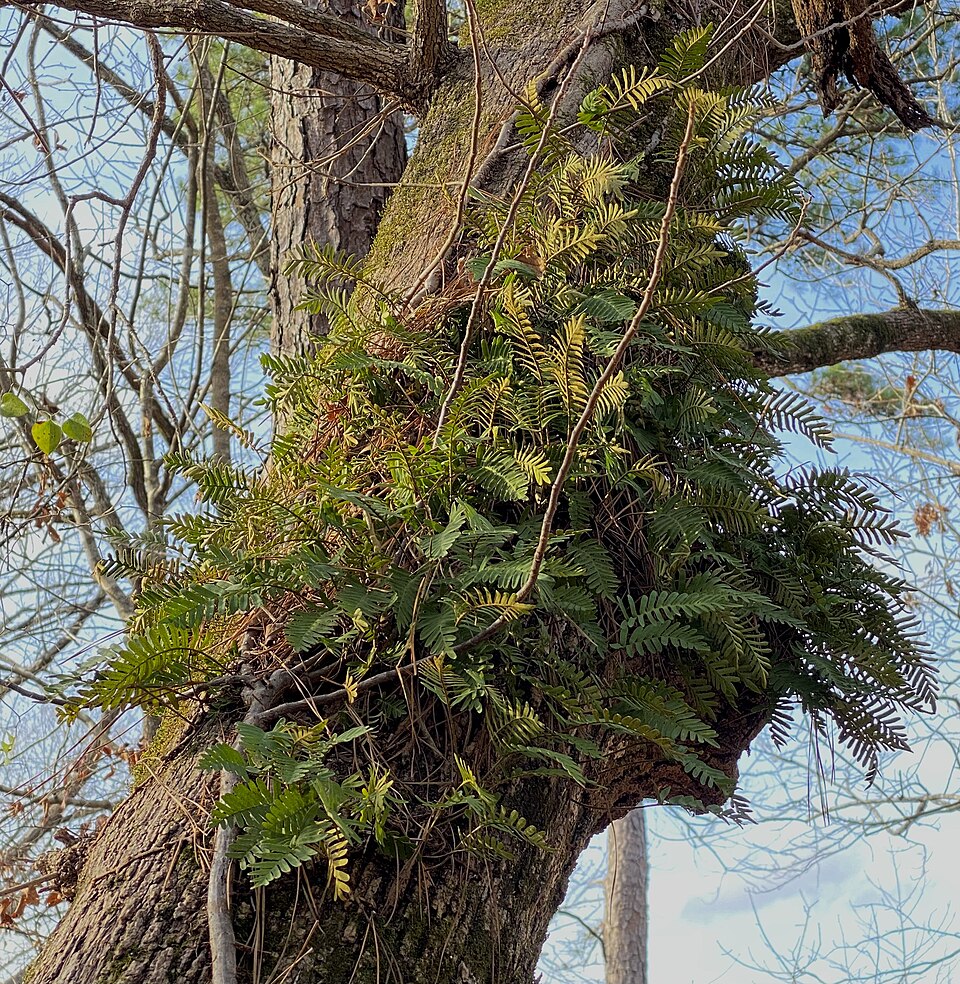 Pleopeltis michauxiana (resurrection fern)