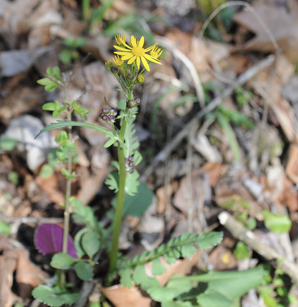 Packera obovata (roundleaf ragwort) (alternate view 9)