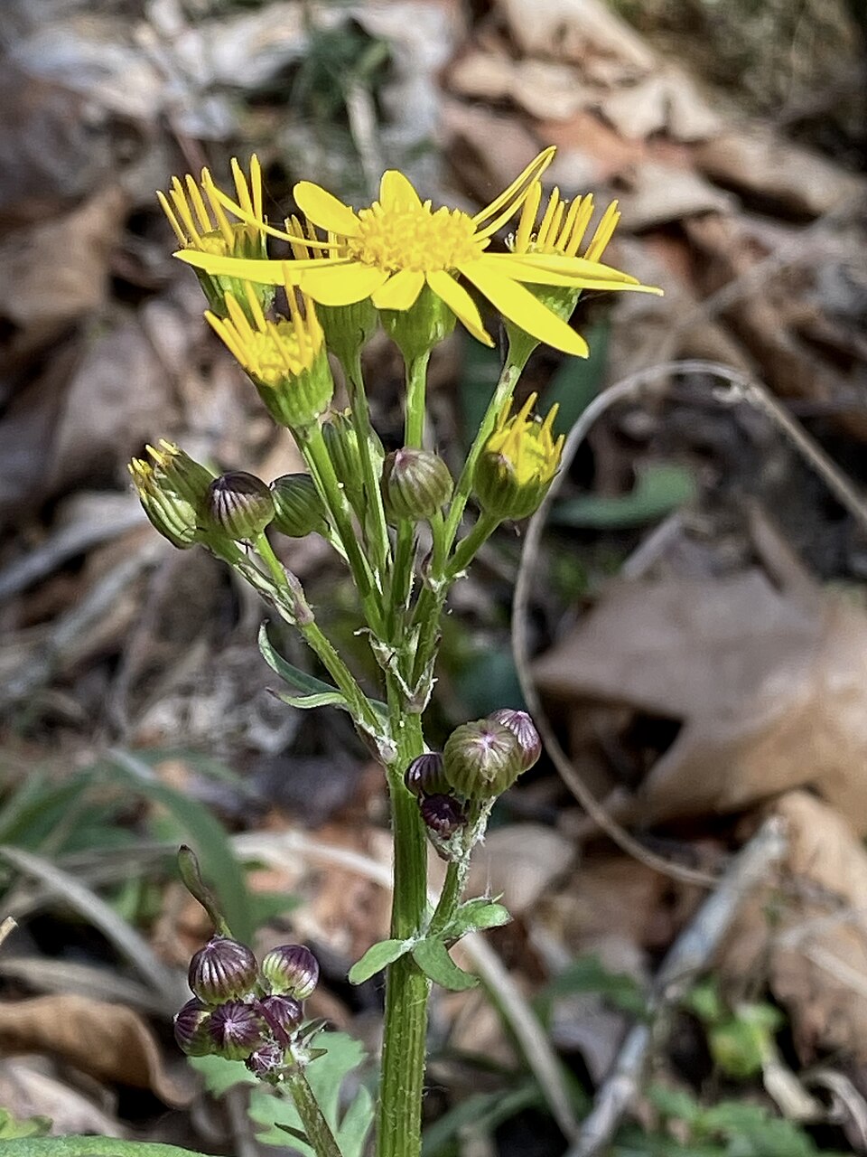 Packera obovata (roundleaf ragwort) (alternate view 10)