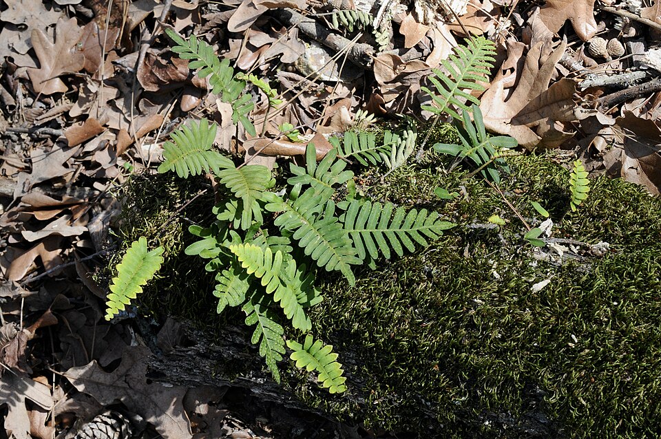 Pleopeltis michauxiana (resurrection fern)