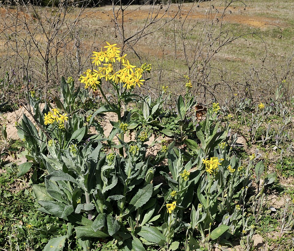 Senecio ampullaceus (Texas ragwort) (alternate view 3)