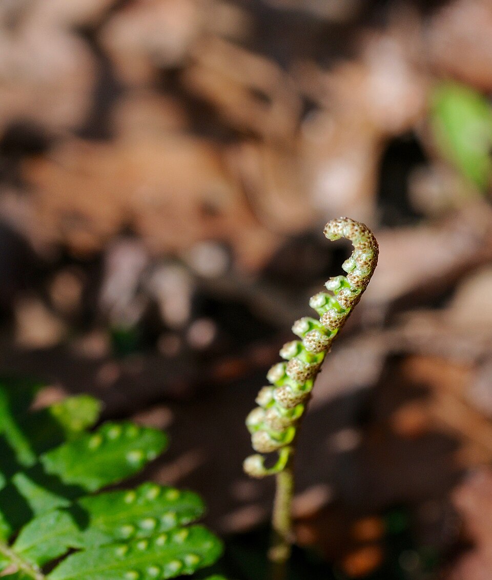 Pleopeltis michauxiana (resurrection fern)