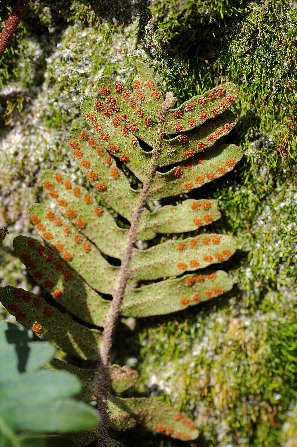 Pleopeltis michauxiana (resurrection fern)
