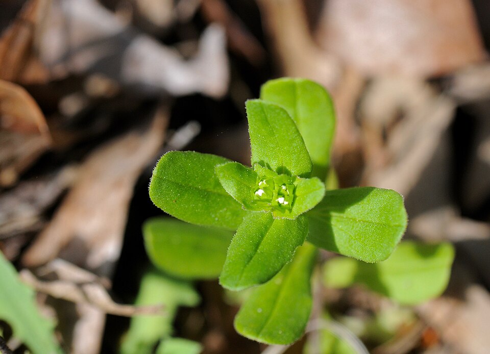 Valerianella radiata (beaked cornsalad) (alternate view 9)