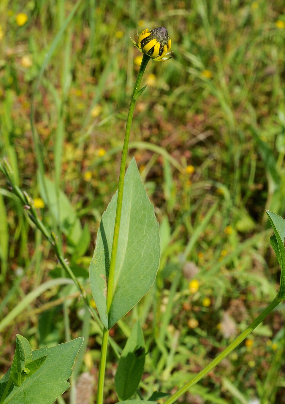 Rudbeckia amplexicaulis (clasping coneflower) (alternate view 7)