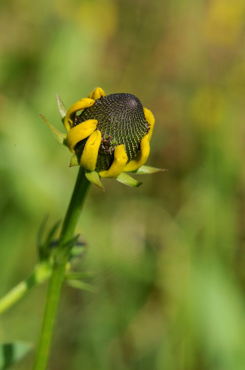 Rudbeckia amplexicaulis (clasping coneflower) (alternate view 8)