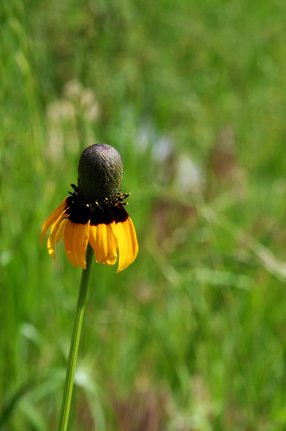 Rudbeckia amplexicaulis (clasping coneflower) (alternate view 9)