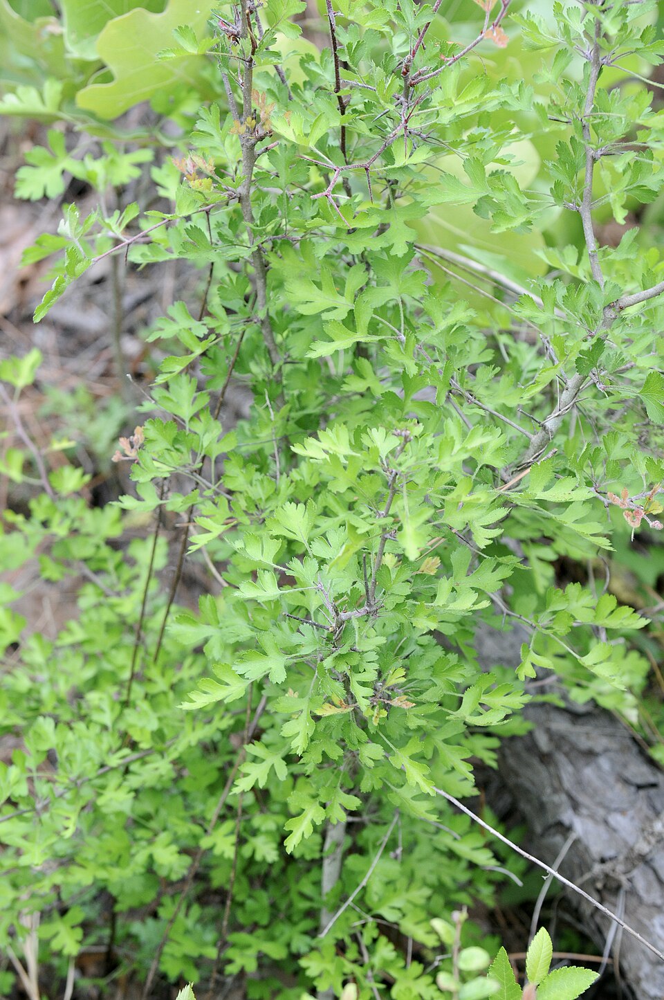Crataegus marshallii (parsley hawthorn) (alternate view 8)